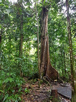 châtaignier maison de la foret guadeloupe