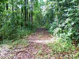 chemin forestier , sarde, capesterre