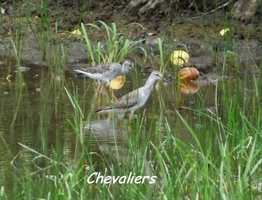 Petits chevaliers, Tringa flavipes