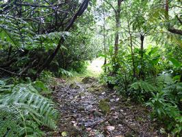 clairiere, matouba, papaye, basse terre, guadeloupe