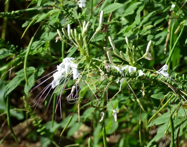 Mouzambé, Cleome spinosa, herbacée, port louis, grande terre ,guadeloupe 