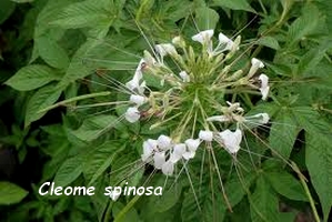 Cleome fleur guadeloupe