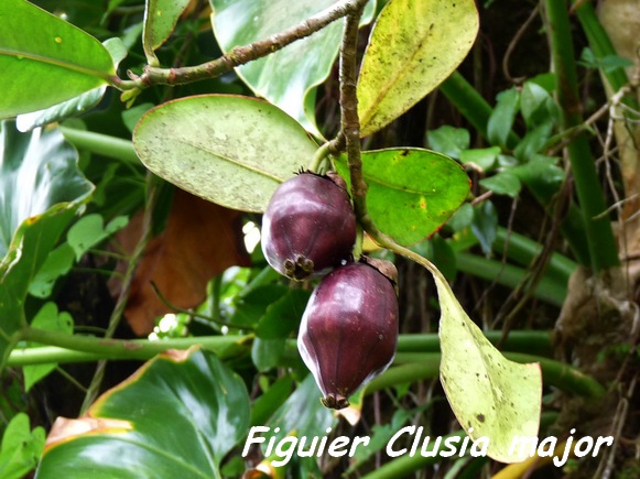 Clusia major, Figuier marron, Moscou L