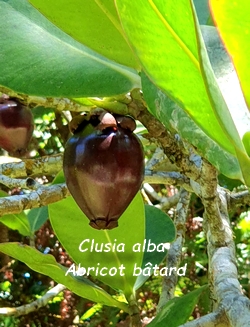 clusia alba la stele