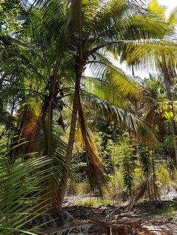 cocoteraie mamalier cote sous le vent guadeloupe