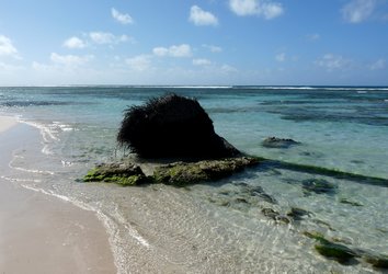 cocotier couché, bois jolan ste anne guadeloupe