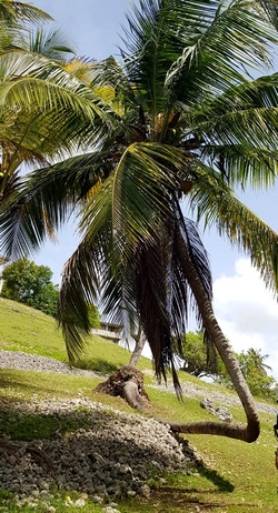 cocotier couché Grands fonds Guadeloupe