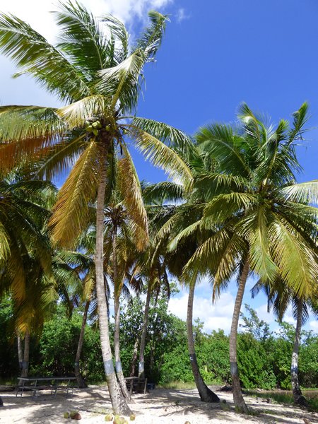 cocotier, Coco nucifera, plage anse sable, port louis , grande terre, guadeloupe