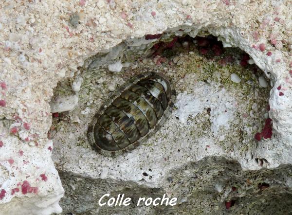 colleroche L