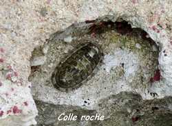 Chiton tuberculatus, pointe des chateaux, grande terre