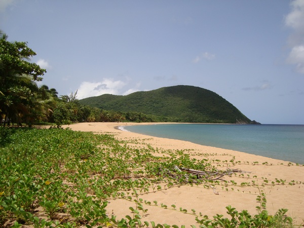 Colonisation de la plage, Littoral Deshaies