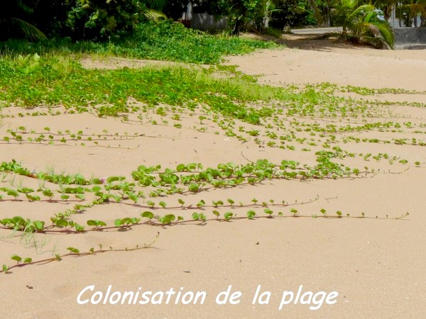 Colonisation de la plage, Littoral Deshaies
