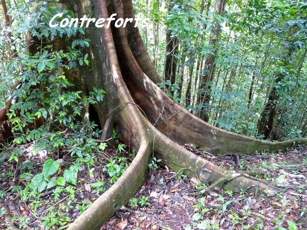 Contreforts d`Acomat boucan, Piton de Bouillante L