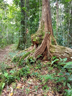 arbre contreforts la rose Guadeloupe