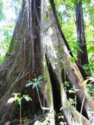 acomat, arbre, madeleine, basse terre sud,, guadeloupe