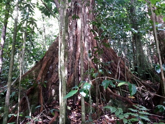 contreforts maison de la foret guadeloupe