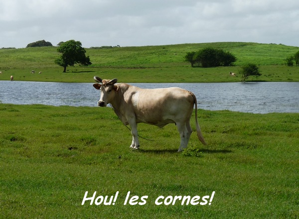 élevage boeufs, lac de Gaschet L