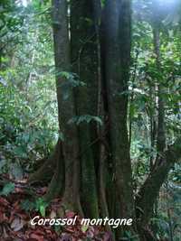 corossol montagne,arbre, trace 36 mois, ste rose, basse terre, guadeloupe