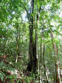 corossol motagne, rivière quiock route mamelles, guadeloupe