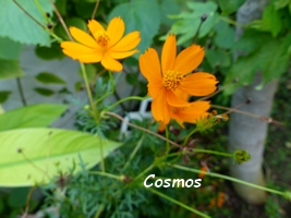 cosmos flore guadeloupe