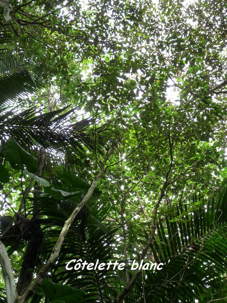 Bois Côtelette blanc, Miconia mirabilis, Contrebandiers, Guadeloupe