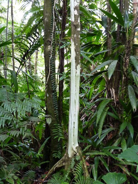 Bois Côtelette blanc, Miconia mirabilis, Contrebandiers, Guadeloupe