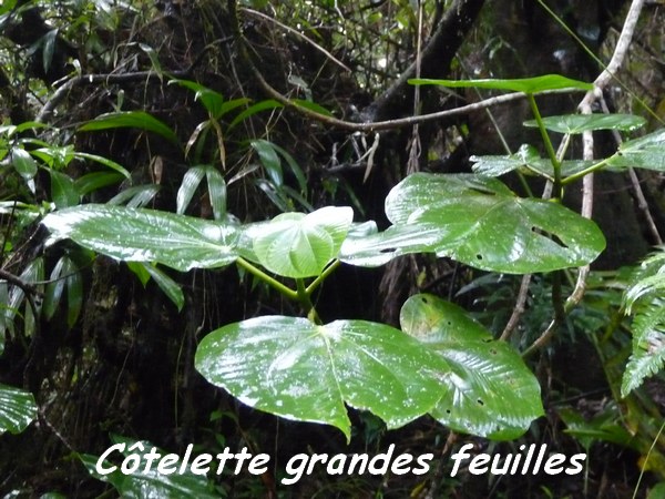 Graffenridia Cotelette grandes feuilles, Piton Bouillante L