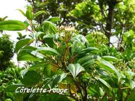 côtelette rouge,arbre, soufrière, guadeloupe