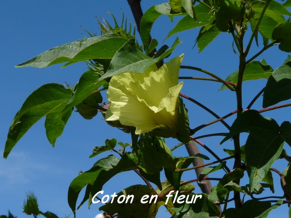 coton fleur, TGT, L
