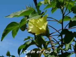 coton fleur, TGT, grande terre, guadeloupe