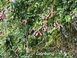 Courbaril, fruits, Hymenaea courbaril, Madame