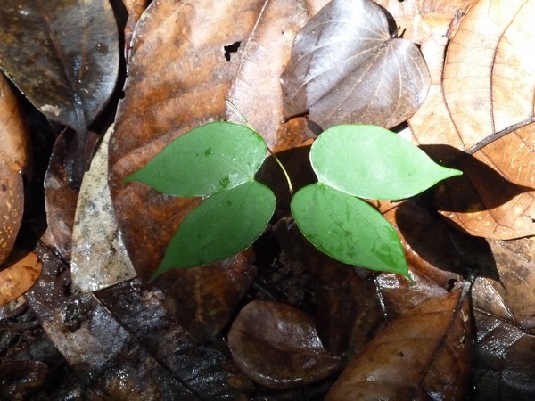 courbaril, Hymenaea courbaril, sarde, capesterre