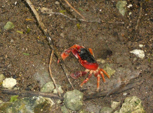 crabe touloulou, Gecarcinus lateralis, Port Louis, Grande terre, Guadeloupe