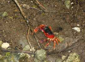 Touloulou, Gecarcinus lateralis, Port Louis Grande Terre, Guadeloupe