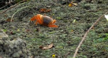 crabe anse dubelley ste anne guadeloupe