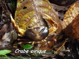 Crabe cirique, Guinotia dentata, rivière vx habitants, guadeloupe