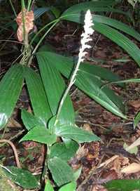 orchidée, Cranichis muscosa, nez cssé, st claude, basse terre, guadeloupe