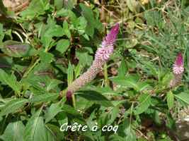 Crête à coq, Celosia argentea, Deshaies