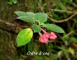 crête a coq, Alloplectus cristatus, liane, soufrière, guadeloupe