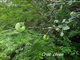 Croc chien, Machaerium lunatum, Littoral Deshaies