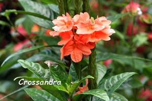 crossandra, flore guadeloupe