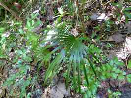 cypéracée,Cyperus involucratus, moule bois baron, grande terre nord, guadeloupe