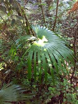 cyperus babin vx bourg guadeloupe