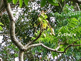 cythère jardins guadeloupe