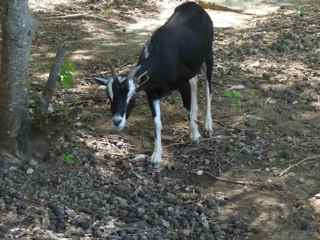 balade ilet cabrit les saintes foret seche guadeloupe