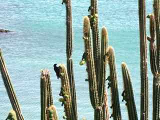 balade ilet cabrit les saintes cactus foret seche guadeloupe