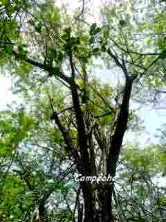 arbre, foret seche, barre de cadoue, grande terre, guadeloupe