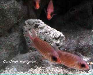 poisson de récif, benthos, guadeloupe