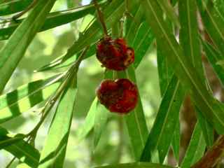 balade ilet cabrit les saintes cerise royale foret seche guadeloupe