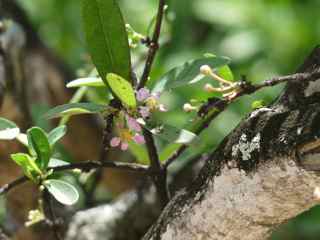 balade ilet cabri les saintes cerise pays fleur foret seche guadeloupe